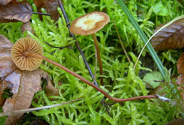 Le  meraviglie della foresta